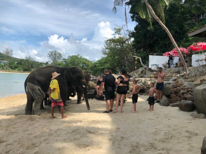 Officials investigate complaints of elephants on Phuket beach | News by Thaiger