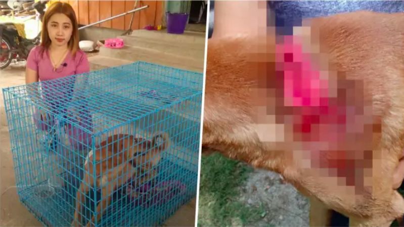 หนุ่มใจโหด หมาตัวเองกัดหมาข้างบ้านกัดแพ้ คว้ามีดฟันคอหมาคู่กรณีเจ็บสาหัส | The Thaiger