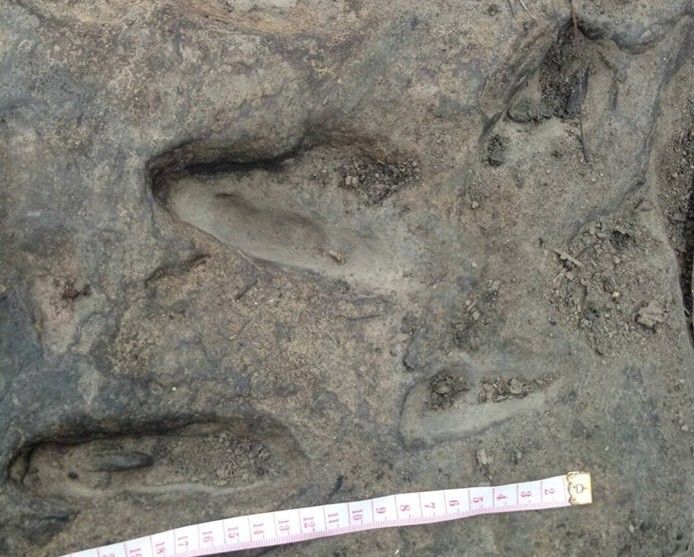 Dinosaur footprints found in north-eastern national park