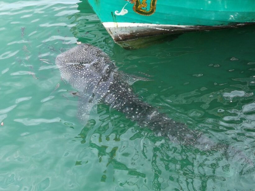 โผล่น้ำตื้น! ‘น้องจุด’ ฉลามวาฬว่ายโชว์ริมท่าเรือประจวบฯ | The Thaiger
