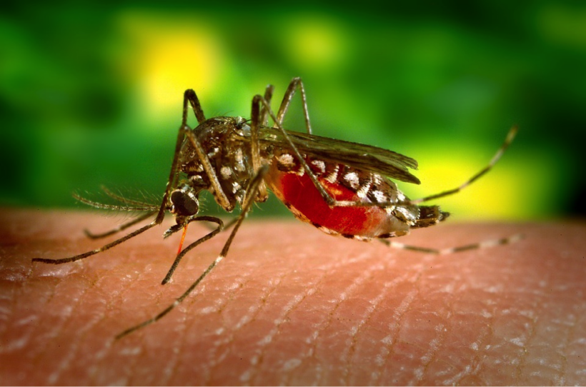 27 deaths from Dengue fever already this year