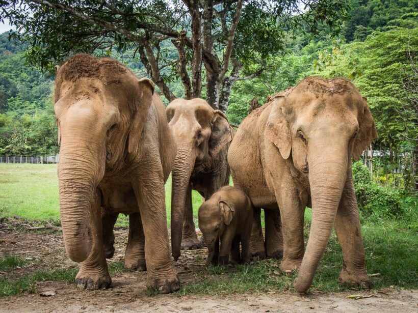 Authorities worry too many elephants in Chon Buri, eastern provinces