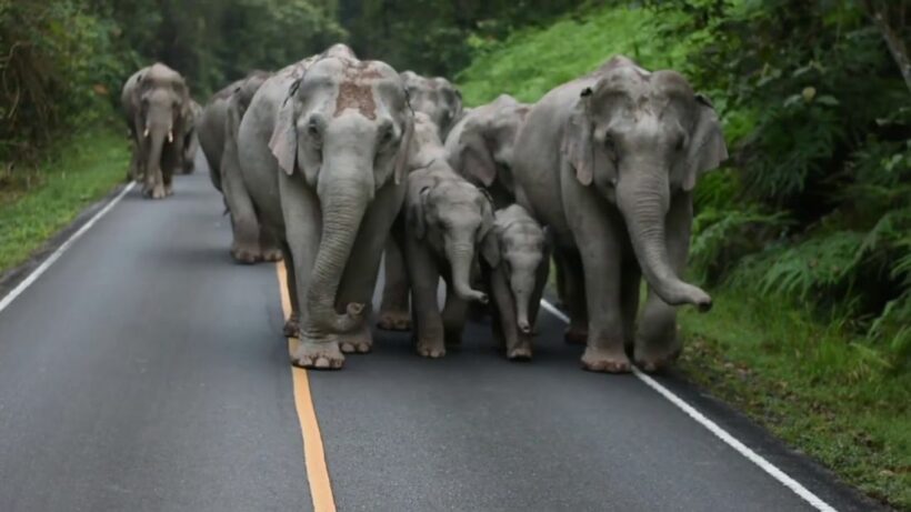 Buri Ram villagers urged not to harm wild elephants