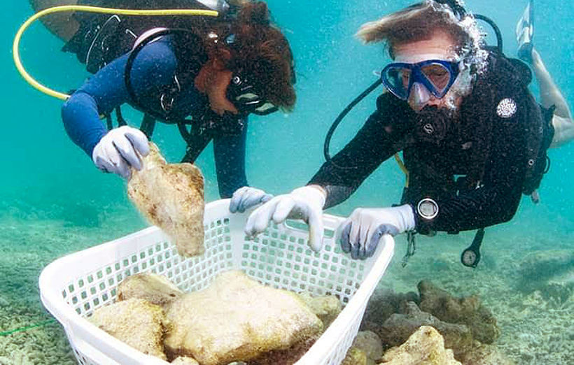 Thousands of young coral being moved to deeper water at Maya Bay