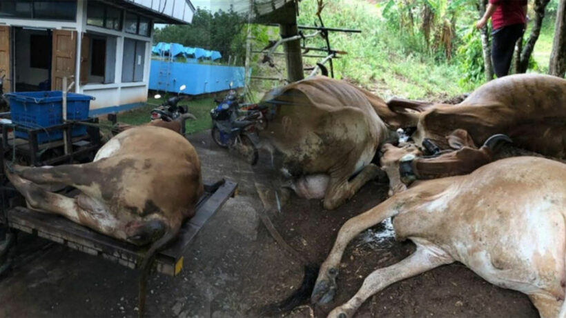 ฟ้าผ่าวัวตาย 4 ตัวกลางทุ่งนาเมืองเลย ที่เหลือเจ็บระนาว | The Thaiger