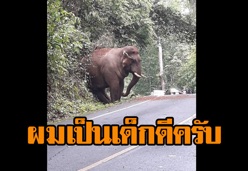 ภาพสุดน่ารัก ช้างป่ามีมารยาท ยืนไหล่ทางหลบรถสัญจร | The Thaiger
