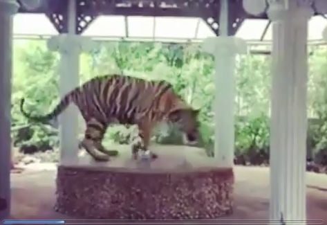 Investigation launched into tiger chained at Phuket Zoo – VIDEO