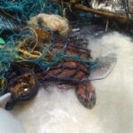 Sea turtle rescued from sea garbage off Phuket &#8211; VIDEO | Thaiger