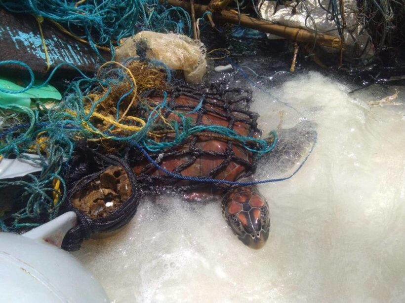 Sea turtle rescued from sea garbage off Phuket – VIDEO