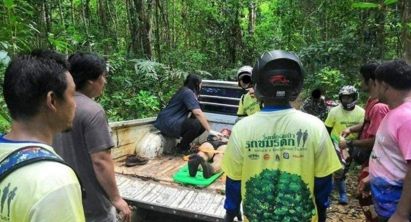 Runners run into a herd of Thai wild elephants, two injured