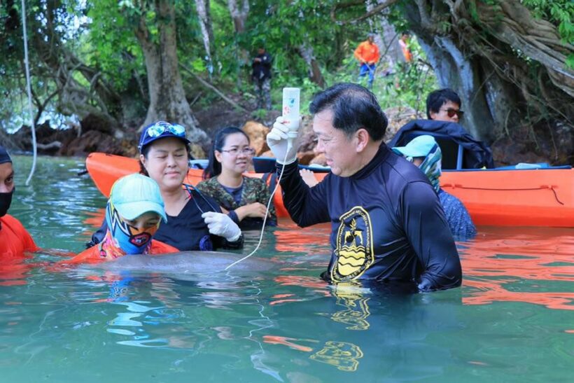 Baby dugong ‘Marium’ being cared for in Trang