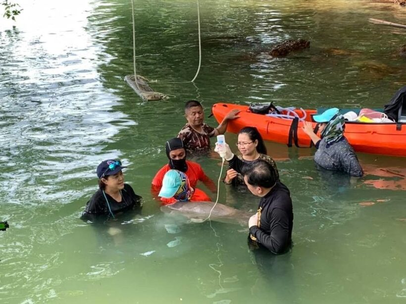 Little Marium growing up in a Dugong Thai nursery