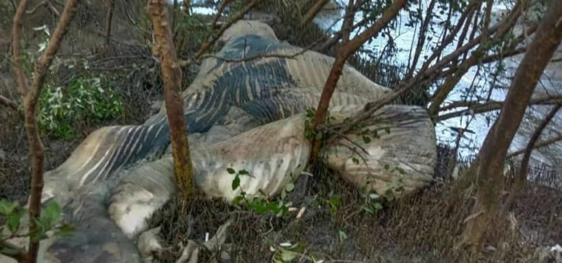 Bryde’s whale carcass washed up on Samut Prakan beach