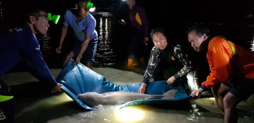 รู้แล้วสาเหตุ ‘มาเรียม’ น้อยเกยตื้น คลิปน่ารักว่ายเคลีย ‘แม่ส้ม’ | The Thaiger