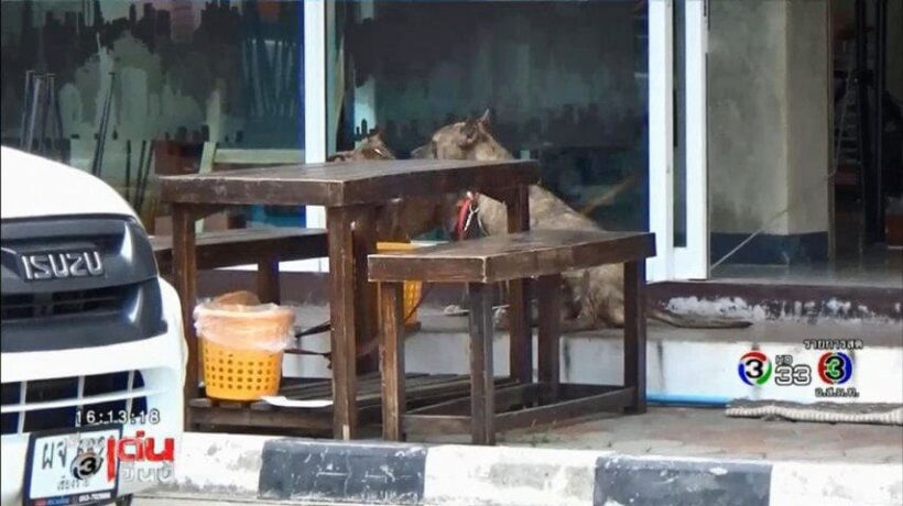 Dog viciously attacks child in Chiang Mai – owner offers 3,000 baht compensation