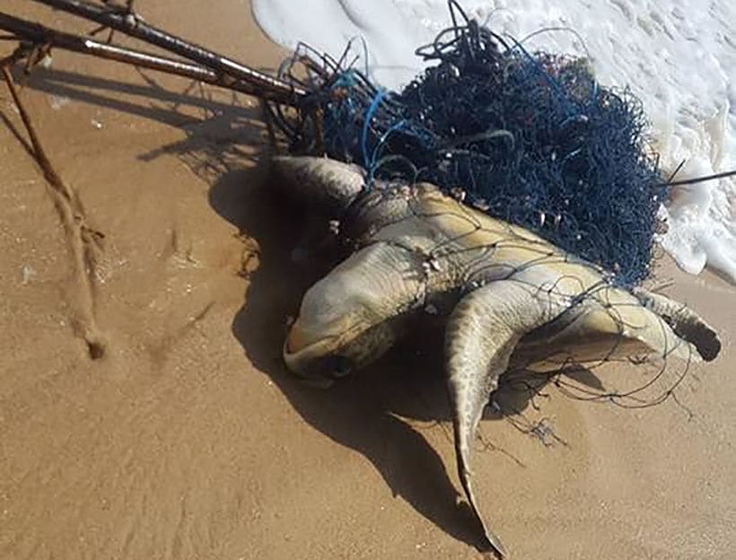 Injured sea turtle rescued from fishing net in Phang Nga