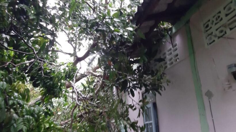 Trees damage cars and a house in Phuket | News by Thaiger