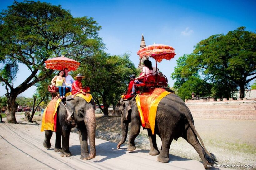 Ayutthaya Elephant Palace to be relocated for park make-over