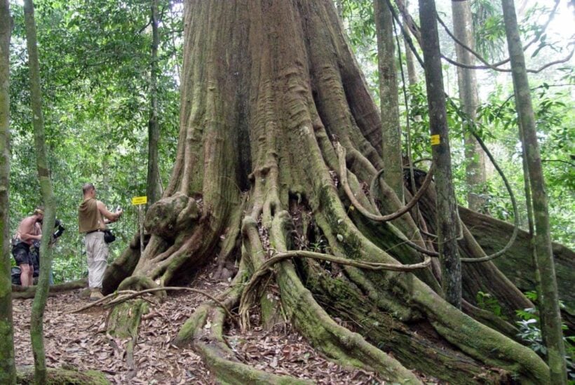 A pair of 200 year old trees in Chumpon on Thailand's National Heritage List | News by Thaiger