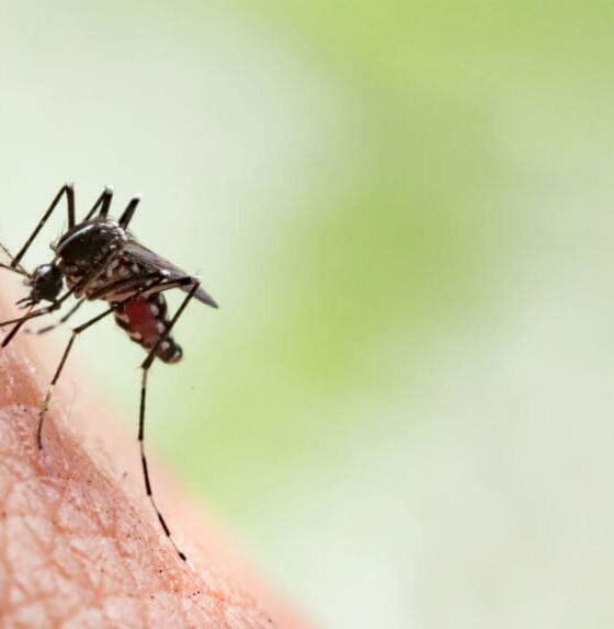 Ratchaburi officials fumigate local villages following 14 Singaporeans contracting Chikungunya | The Thaiger