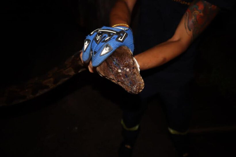 Four metre python caught in Koh Kaew, Phuket | News by Thaiger