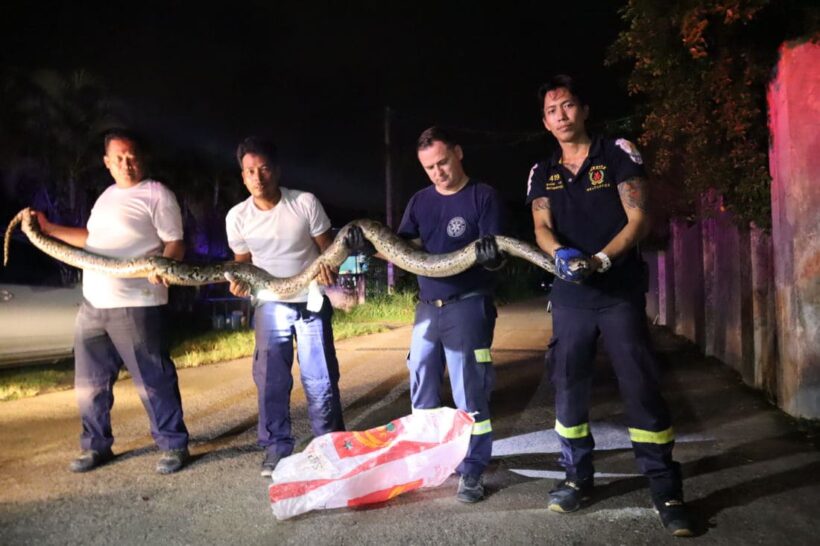 Four metre python caught in Koh Kaew, Phuket