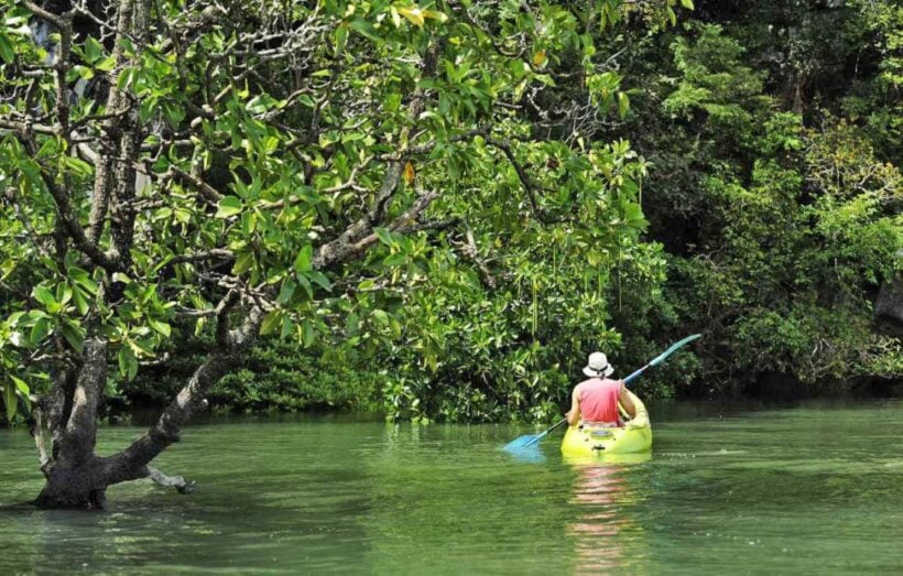 83 year old goes missing during Phang Nga mangrove expedition