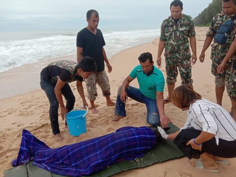 Injured dolphin rescued off Phang Nga | News by Thaiger