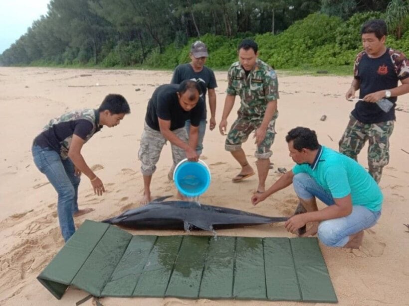 Injured dolphin rescued off Phang Nga