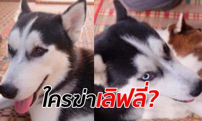 ‘เลิฟลี่’ ไซบีเรียนฮัสกี้ หาย พบซากถูกทิ้งร่องน้ำ | The Thaiger
