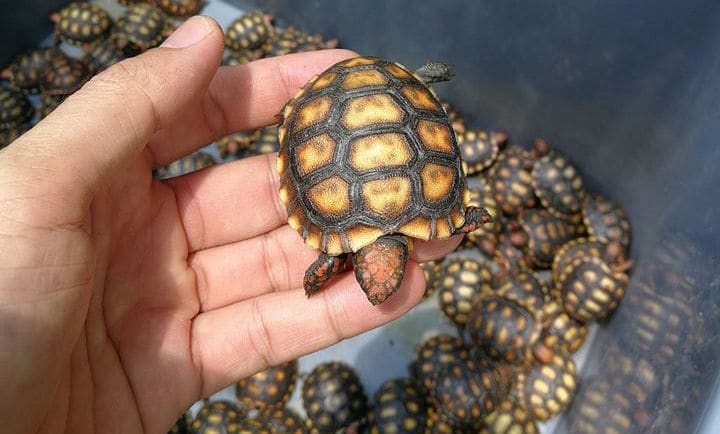 4,500 endangered baby turtles seized from passenger van in Thailand’s northwest