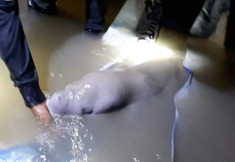 Marium, the Trang dugong, washed up on Libong beach