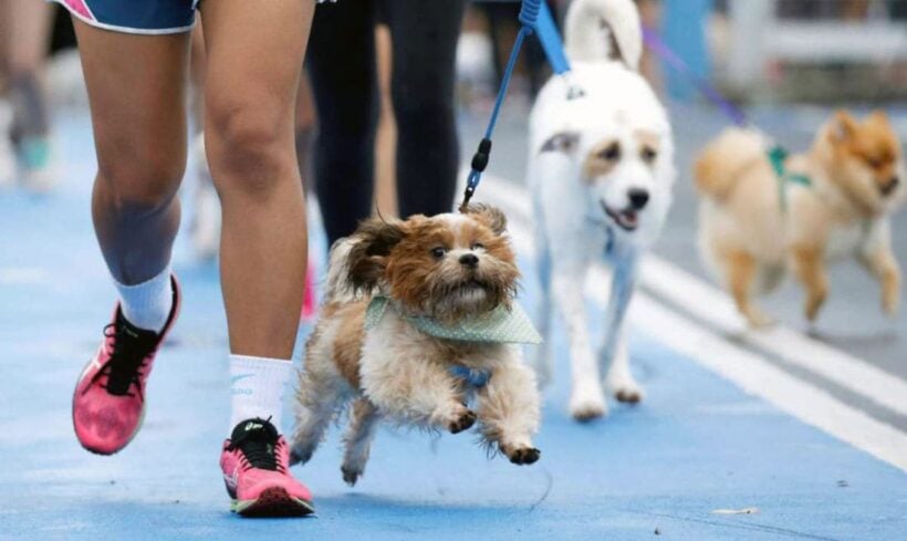 Thailand goes to the dogs – International Dog Show 2019