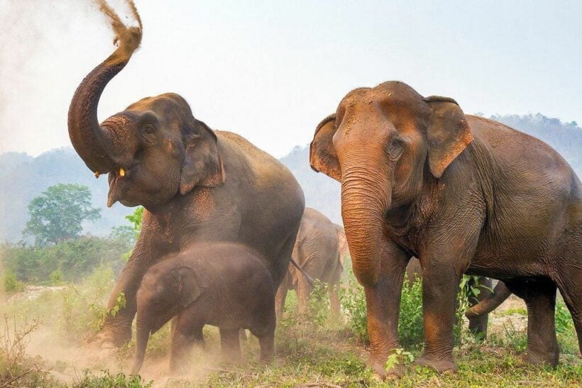 Wildlife groups call for reviews on elephant export regulations