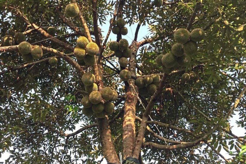 A pair of 200 year old trees in Chumpon on Thailand’s National Heritage List