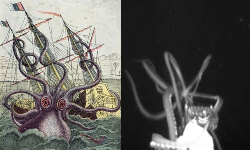 คลิปหาดูยาก หมึกยักษ์ตัวเป็นพุ่งใส่เรือสำรวจ ตำนาน Kraken ที่มีชีวิต | The Thaiger