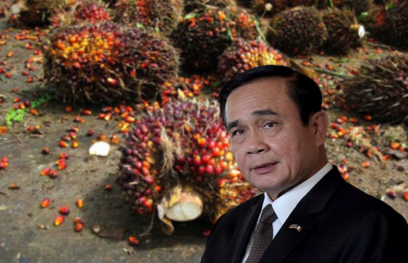 ‘ประยุทธ’ พอใจนโยบายรัฐดันราคาปาล์มสูงขึ้น ชี้ลดราคาน้ำมันปาล์มขวด ทำลายคู่แข่ง | The Thaiger