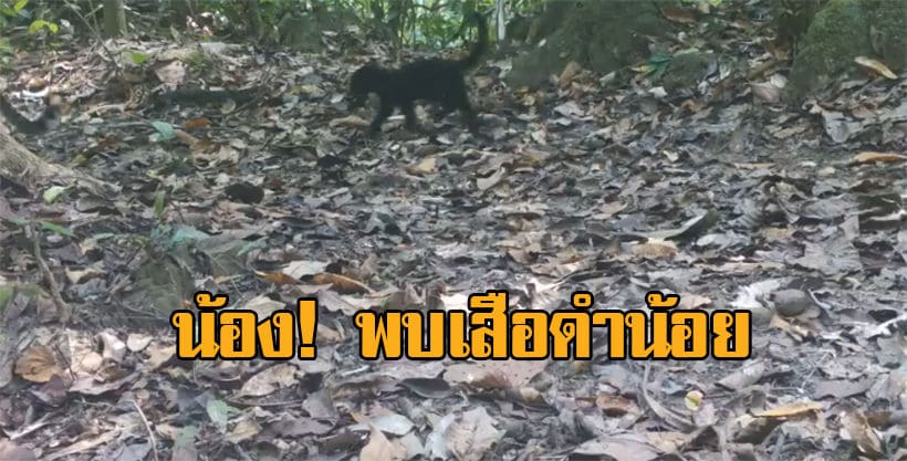 พบครอบครัวเสือดาว ลูกเสือดำ ชายแดนทางตะวันตก อุทยานแห่งชาติแก่งกระจาน | The Thaiger
