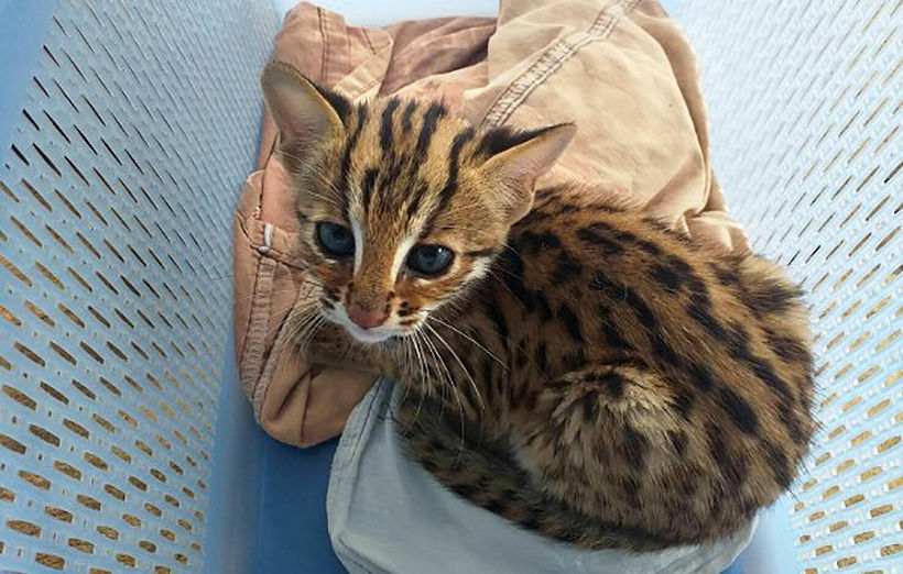 Lost Leopard Cat kitten being cared by Phang Nga wildlife officials