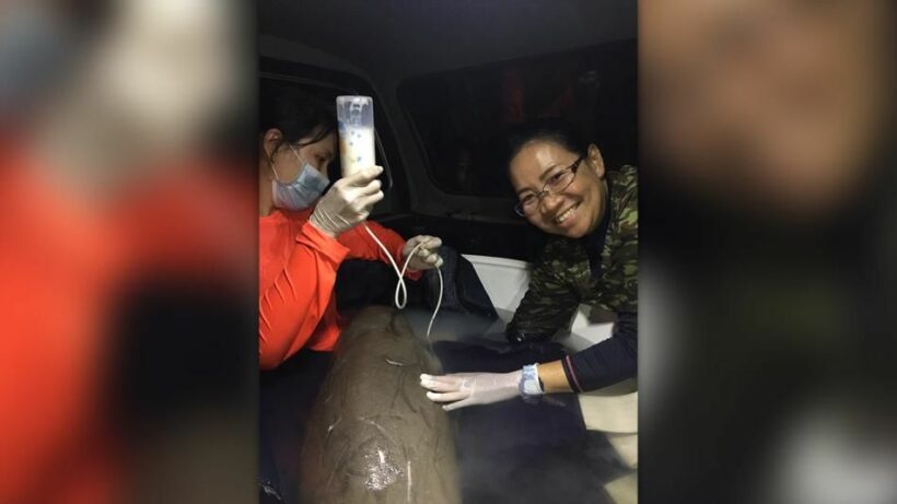 Another baby Dugong found on a Krabi beach