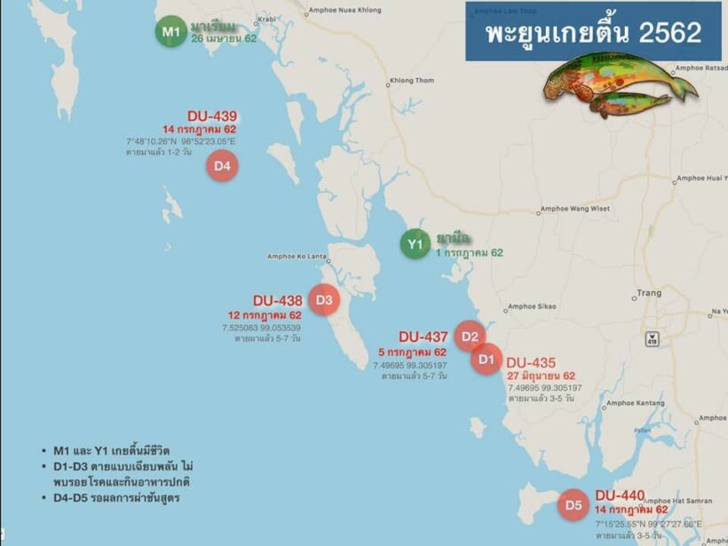 กรมทรัพยากร ประกาศ เฝ้าระวังพะยูน หลังพบเกยตื้นจำนวนมาก | The Thaiger