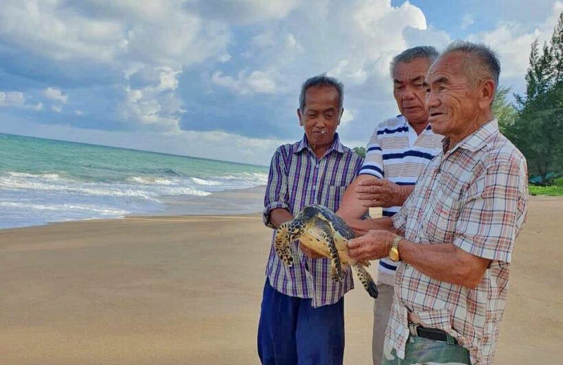 Another sea turtle saved from a random trawling net in Phuket