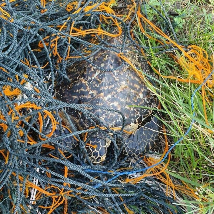 Another sea turtle saved from a random trawling net in Phuket | News by Thaiger