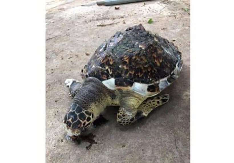 Hawksbill sea turtle killed by plastic waste in Gulf of Thailand