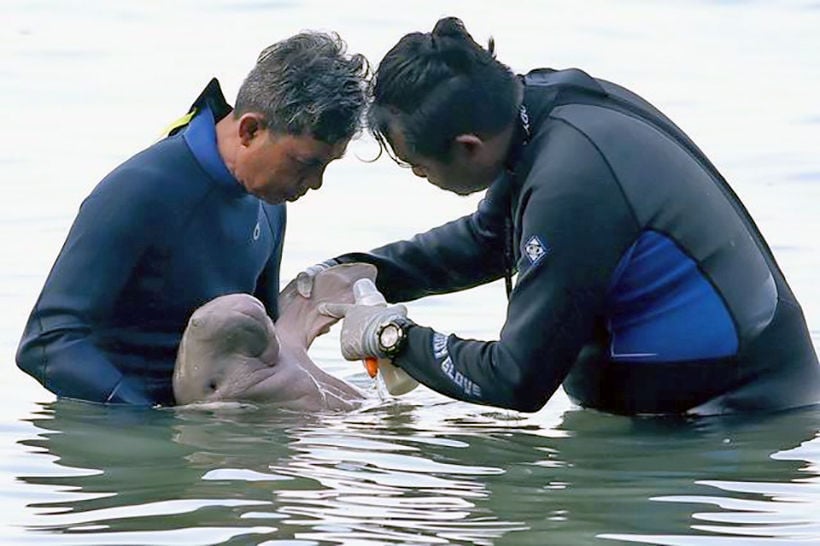 Visiting time to see baby dugong Mariam is now restricted