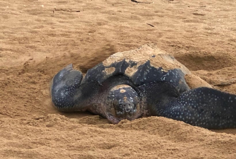 Fishermen find dead leatherback turtle on Saun Son beach, Rayong