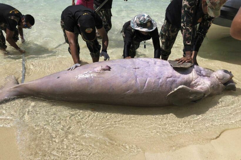 Koh Phi Phi dugong died from a gastrointestinal infection