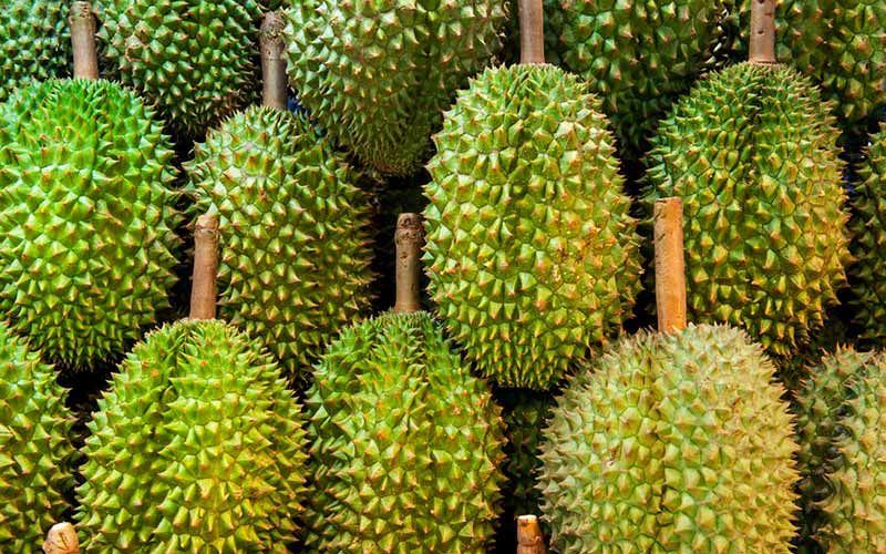 Durian drives southern economy with new Chinese 700 million baht factory