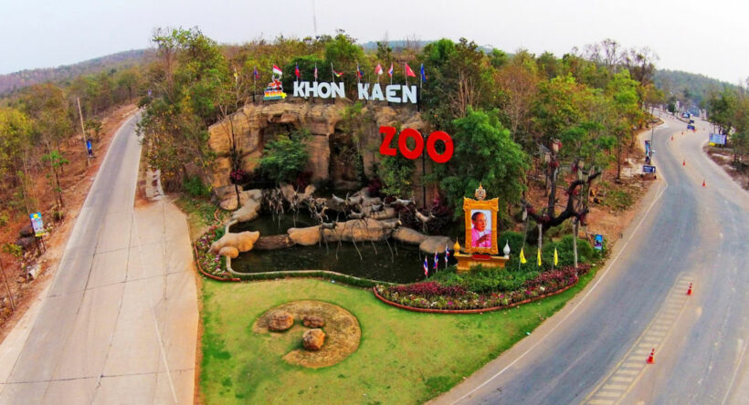 Wild Animals And Wild Flowers Tulip Season At The Khon Kaen Zoo The Thaiger