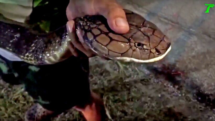 5 metre King Cobra interrupted lunching on a monitor lizard in Krabi